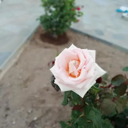 Apartment αγκυρα Livadi (Serifos)